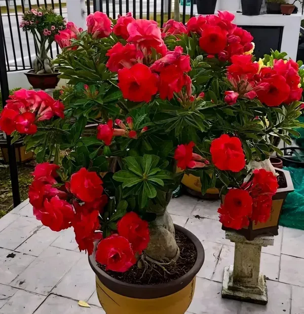 Red_Rosey_Adenium_Organic_Plant