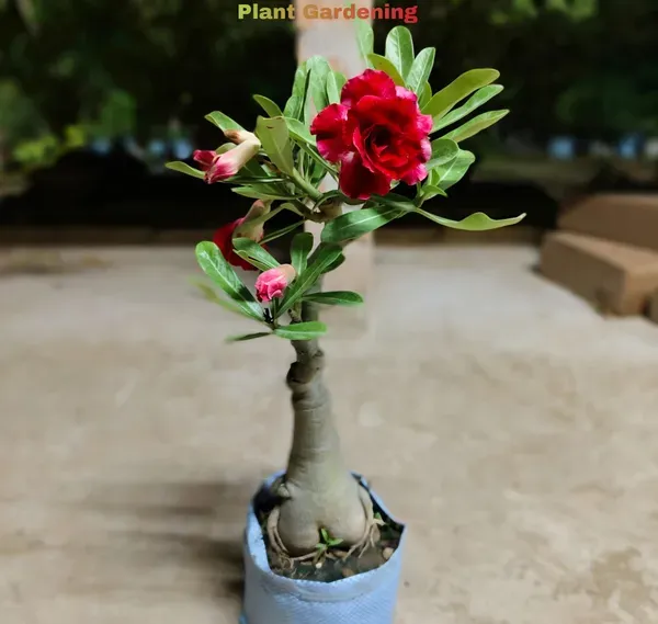 Red_Rosey_Adenium_Organic_Plant