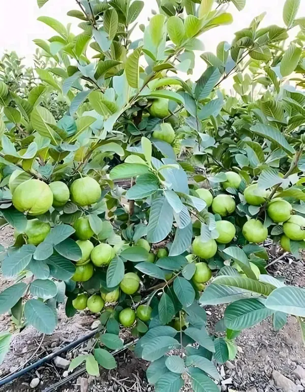 Allahabad_Surkha_Guava_Plant_Organic