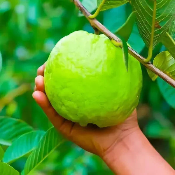 Allahabad_Surkha_Guava_Plant_Organic