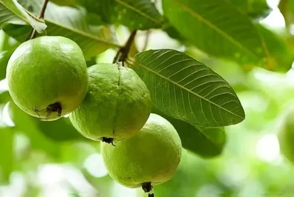 Allahabad_Surkha_Guava_Plant_Organic