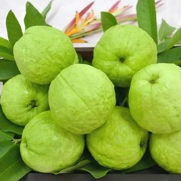 Allahabad_Surkha_Guava_Plant_Organic