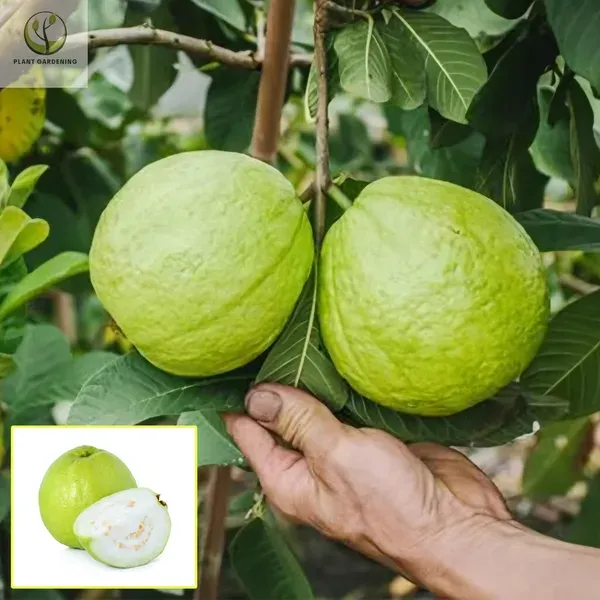 Allahabad_Surkha_Guava_Plant_Organic
