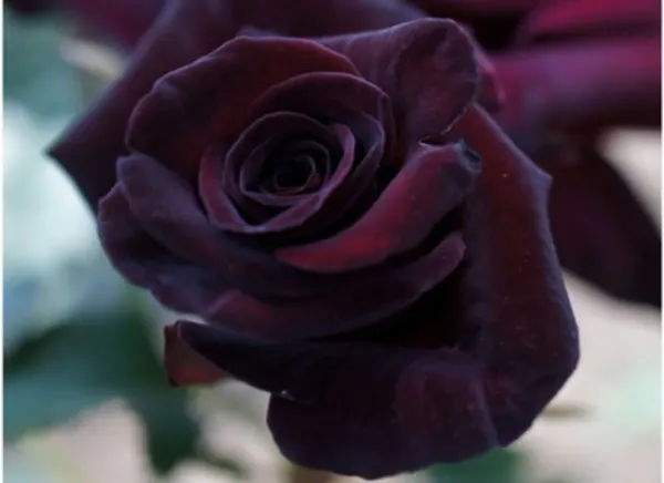 Black_Ornamental_Rose_Organic_Plant