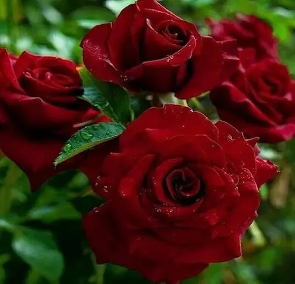 Black_Ornamental_Rose_Organic_Plant