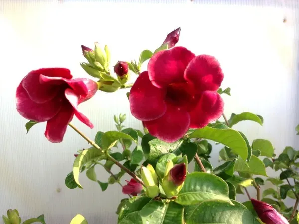 Allmanda_Dwarf_Plant_Organic_Allamanda