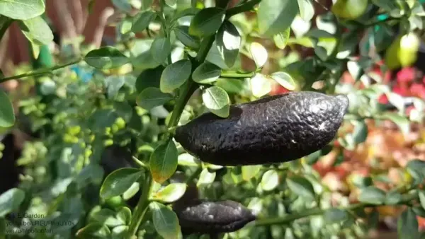 Finger_Lemon_Black_Organic_Plant