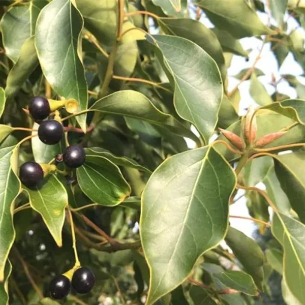Camphur_Plant_Organic_Camphor_Home
