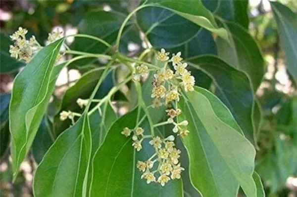 Camphur_Plant_Organic_Camphor_Home