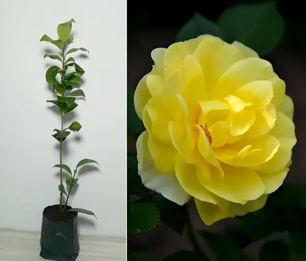 Camelia_Double_Organic_Camellia_Plant
