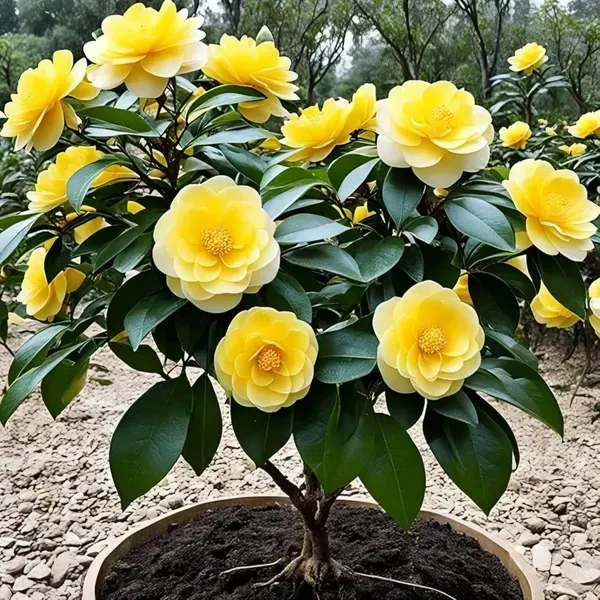 Camelia_Double_Organic_Camellia_Plant