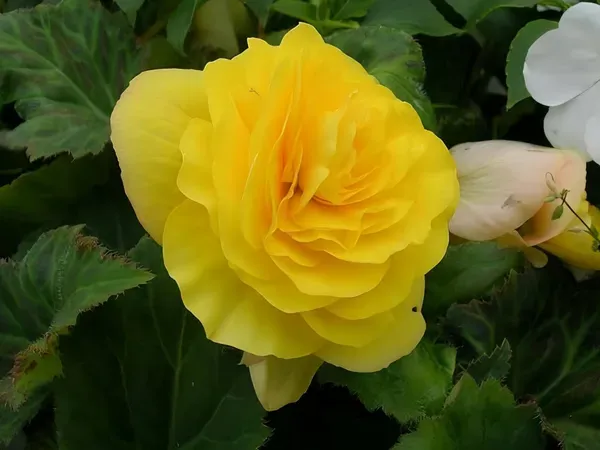 Camelia_Double_Organic_Camellia_Plant