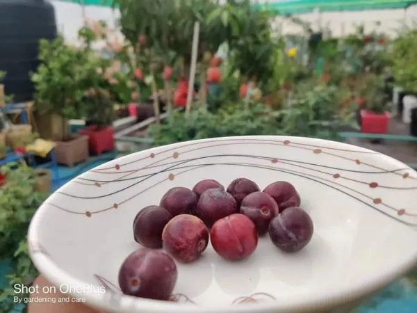 Alubukhara_Dwarf_Plant_Organic_Plum
