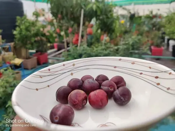 Alubukhara_Dwarf_Plant_Organic_Plum