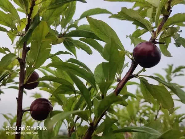 Alubukhara_Dwarf_Plant_Organic_Plum