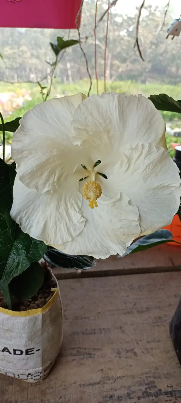Pure_White_Hibiscus_Organic_Plant
