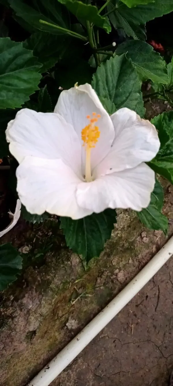 Pure_White_Hibiscus_Organic_Plant