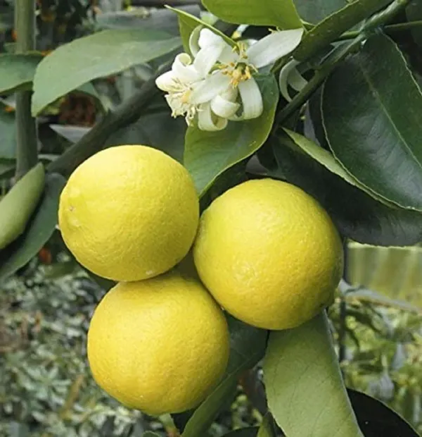 New_Seller_Mosambi_Organic_Plant