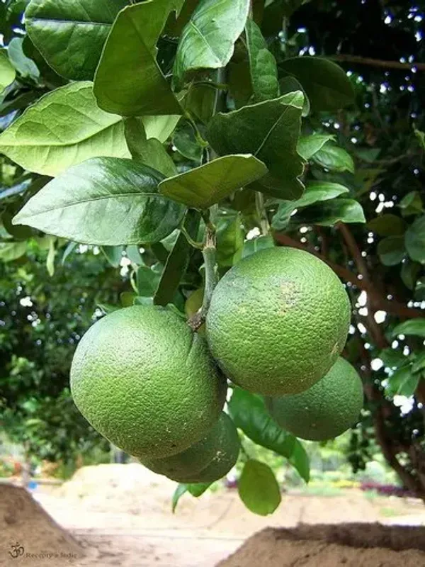 New_Seller_Mosambi_Organic_Plant