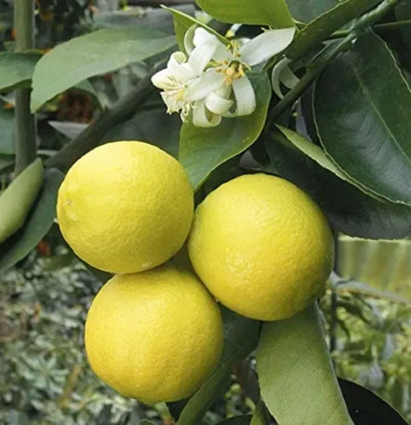New_Seller_Mosambi_Organic_Plant