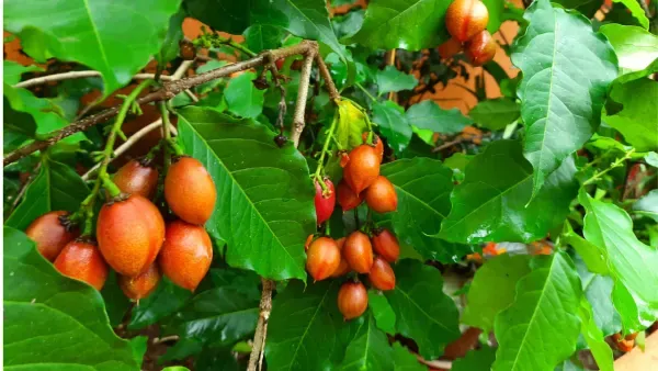 Peanut_Butter___Organic_Plant_For_Home