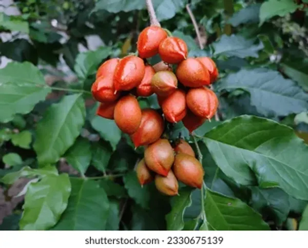 Peanut_Butter___Organic_Plant_For_Home