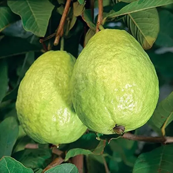 Lucknow_Guava_Organic_Plant_For_Home
