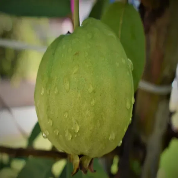 Lucknow_Guava_Organic_Plant_For_Home