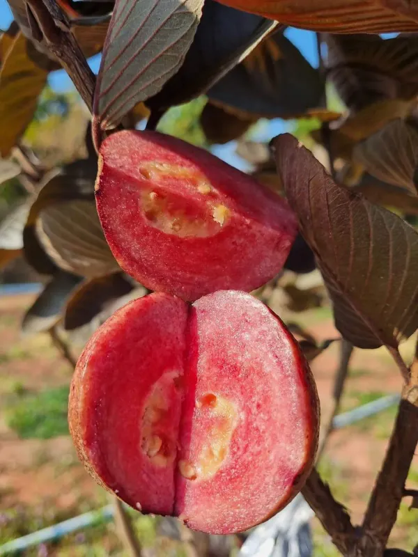 Side_Ornamental_Guava_Organic_Plant