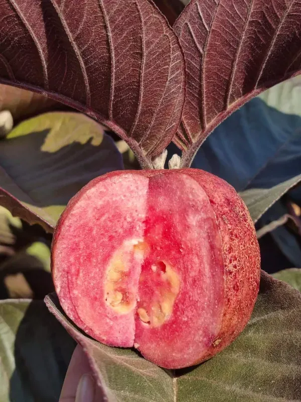 Side_Ornamental_Guava_Organic_Plant