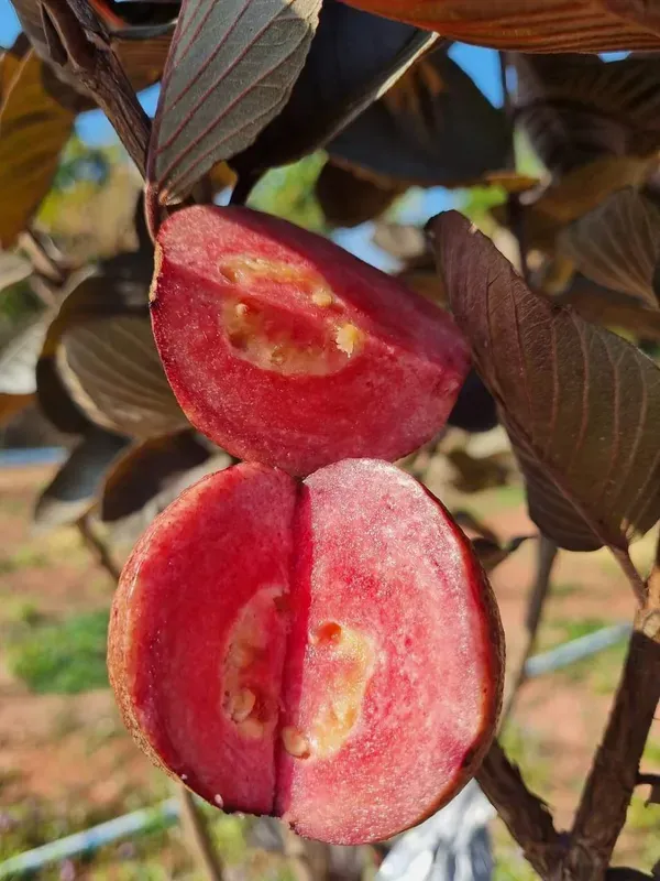 Side_Ornamental_Guava_Organic_Plant