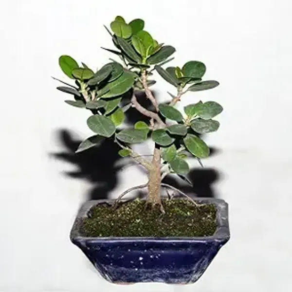 Chainese_Plant_For_Bonsai_Organic