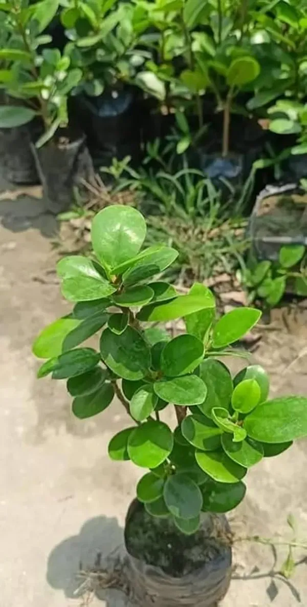 Chainese_Plant_For_Bonsai_Organic