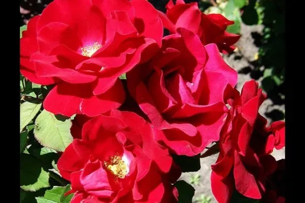 Champlain_Rose_Organic_Plant_For_Home