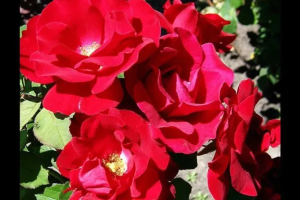 Champlain_Rose_Organic_Plant_For_Home