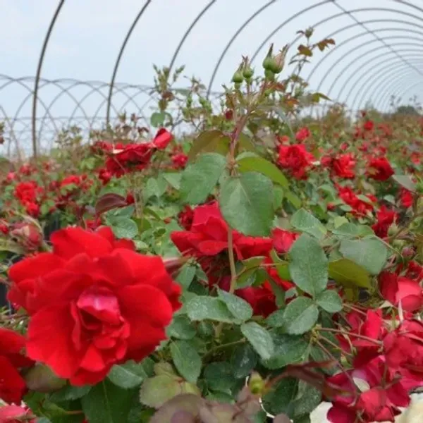 Champlain_Rose_Organic_Plant_For_Home