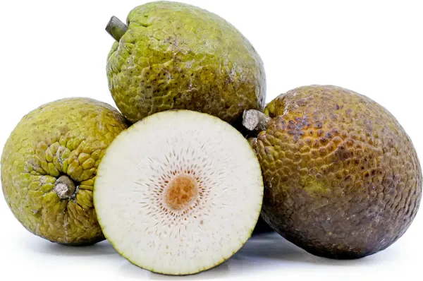Fruit_Dwarf_Plant_Organic_Breadfruit