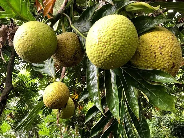 Fruit_Dwarf_Plant_Organic_Breadfruit