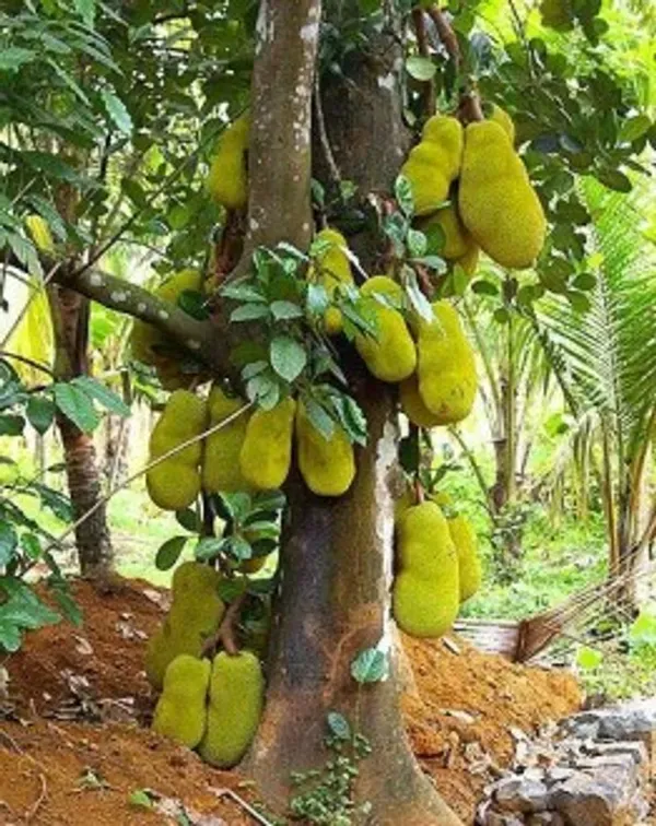 Gumless_Jackfruit___Organic_Plant_For_Home