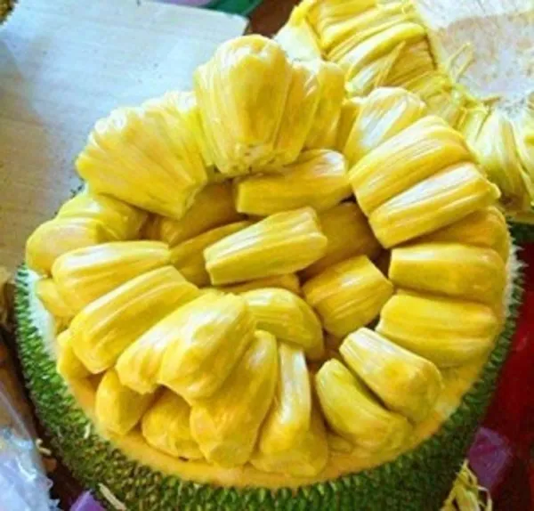 Gumless_Jackfruit___Organic_Plant_For_Home