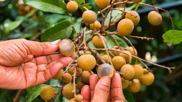 Kuheli_Longan___Organic_Plant_For_Home