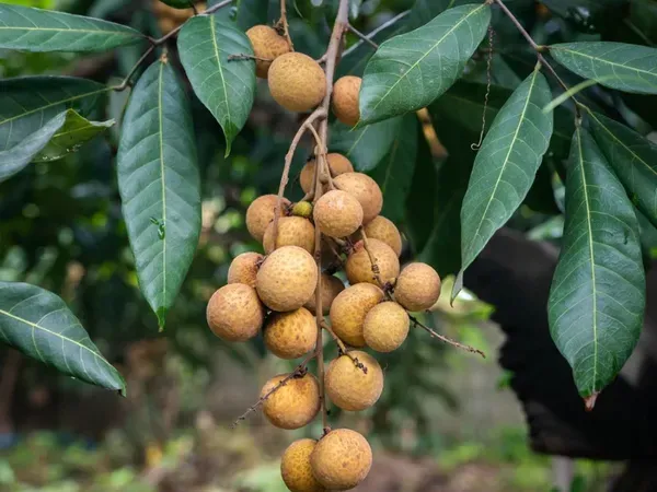 Kuheli_Longan___Organic_Plant_For_Home