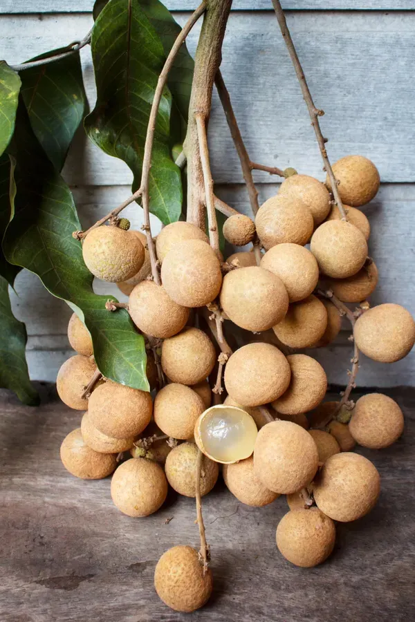 Kuheli_Longan___Organic_Plant_For_Home