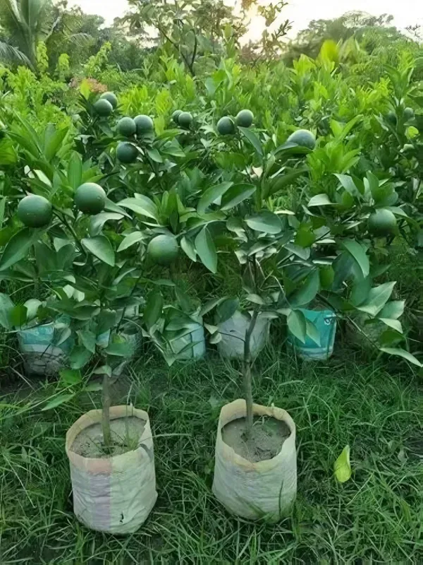 Pakistani_Malta_Organic_Plant_For_Home