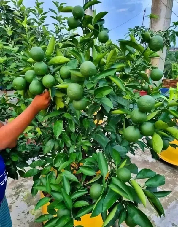 Pakistani_Malta_Organic_Plant_For_Home