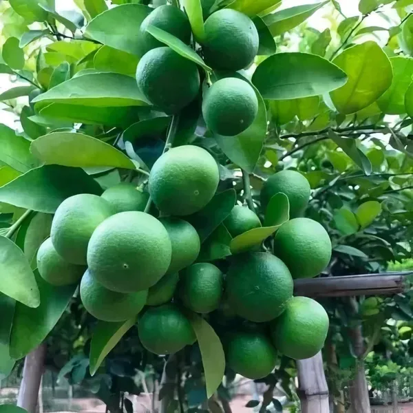 Pakistani_Malta_Organic_Plant_For_Home