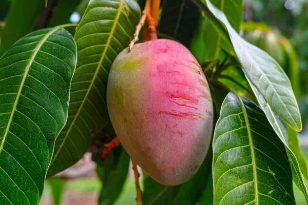 American_Palmer_Mango_Organic_Plant