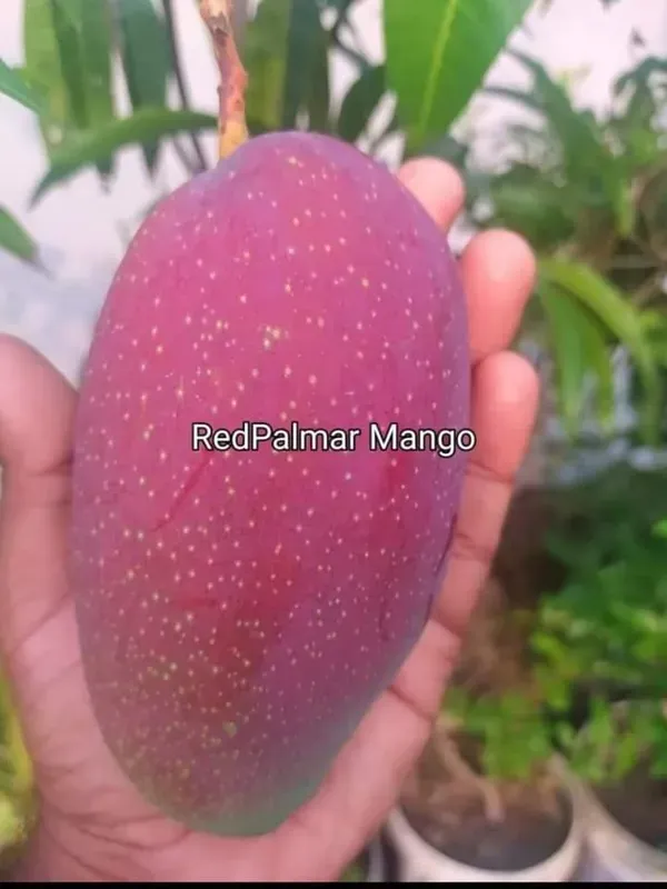 American_Palmer_Mango_Organic_Plant