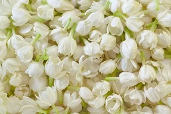 Fragrance_Ful_Plant_Organic_Jasmine