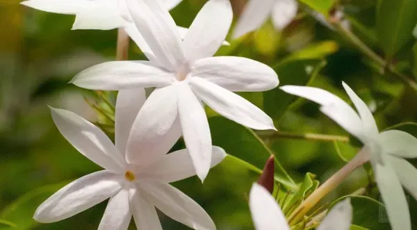 Fragrance_Ful_Plant_Organic_Jasmine